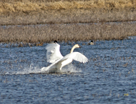 Trumpeter Swan 6852